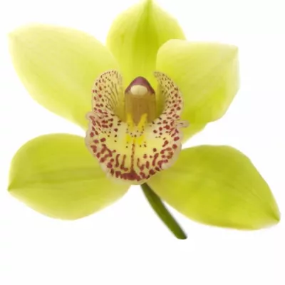 Orchidea HONEY GREEN MELISSA 50cm