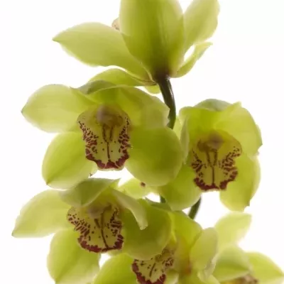 Orchidea MI NICOLE 50cm