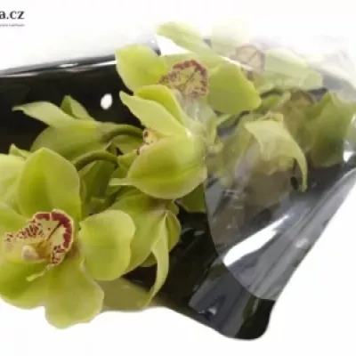 Orchidea MI NICOLE 50cm