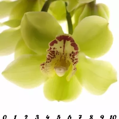 Orchidea MI NICOLE 50cm