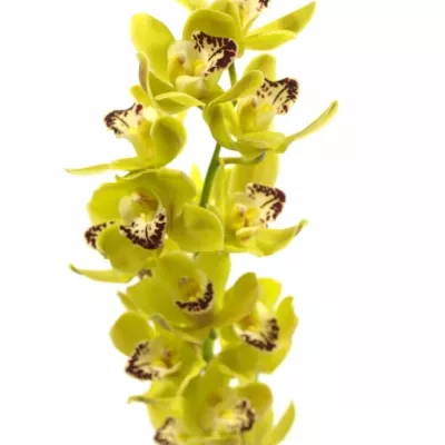 CYMBIDIUM MINI GREEN PERFECT