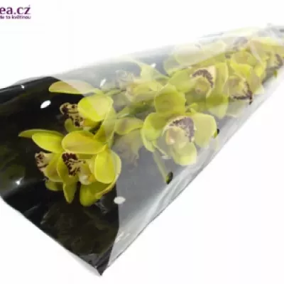 CYMBIDIUM MINI GREEN PERFECT