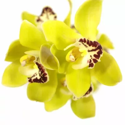 CYMBIDIUM MINI GREEN PERFECT