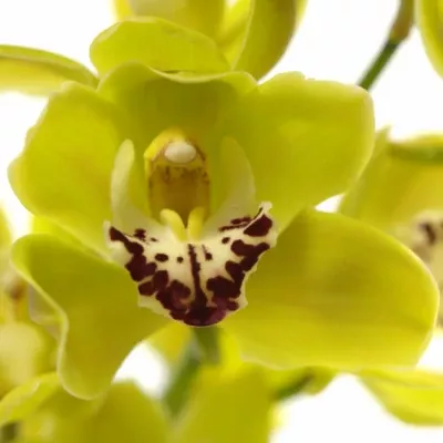 CYMBIDIUM MINI GREEN PERFECT