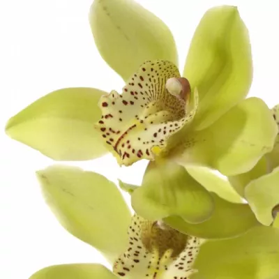 Cymbidium T BONNY 50cm/6+