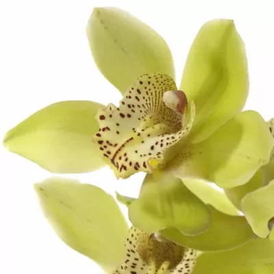 Cymbidium T BONNY 50cm/6+