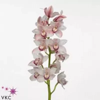 CYMBIDIUM T CANDY KING JANE 80cm