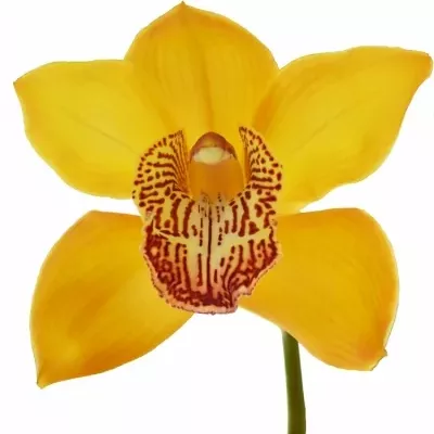 Cymbidium T ESTHER 100cm/16kv