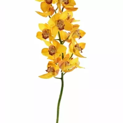 Cymbidium T ESTHER 100cm/16kv