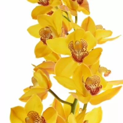 Cymbidium T ESTHER 100cm/16kv