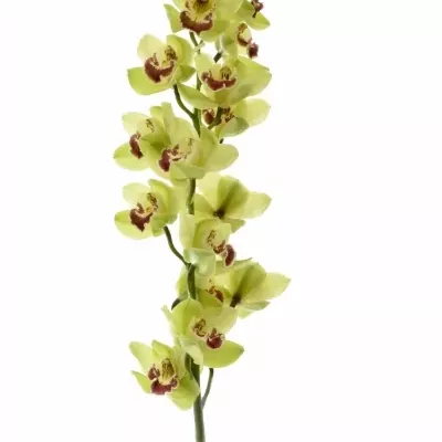 Cymbidium T FIONA 60cm