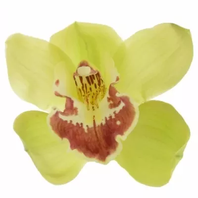 Cymbidium T FIONA 60cm