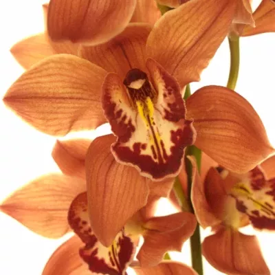 CYMBIDIUM T FREDERICA