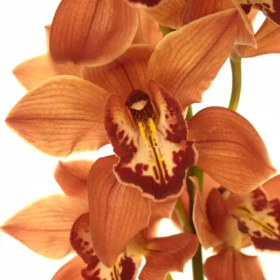 CYMBIDIUM T FREDERICA