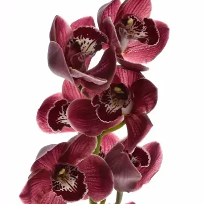 Cymbidium T HADES 60cm