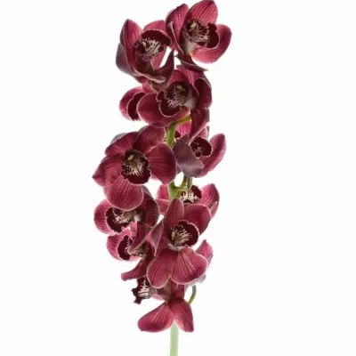 Cymbidium T HADES 60cm