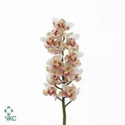 Cymbidium T LISA