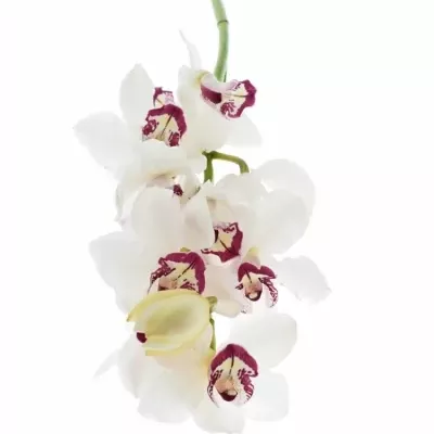 Cymbidium T MON AMOUR 60cm