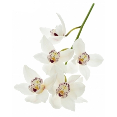 Cymbidium T MRS SUGAR LEE