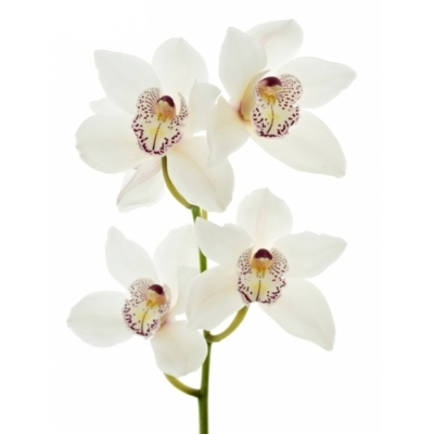 Orchidej T MRS. SUGAR LEE 80cm