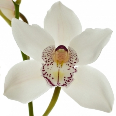 Cymbidium T MRS SUGAR LEE