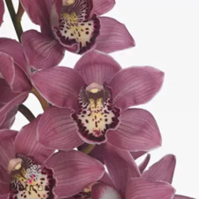 Cymbidium T PINKPOP 80cm