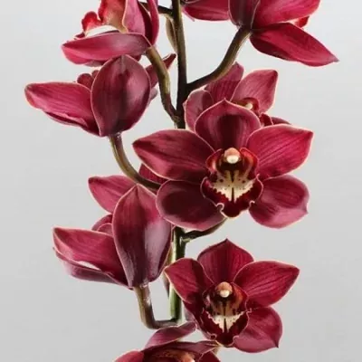 Cymbidium T PRIWINE