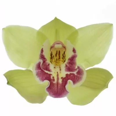 Cymbidium T ROSALINE 100cm