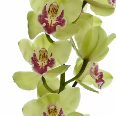 Cymbidium T ROSALINE 100cm