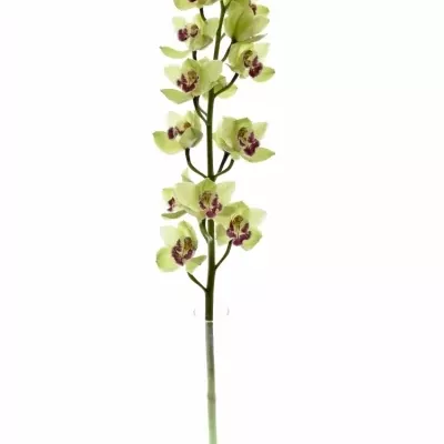 Cymbidium T ROSALINE 100cm