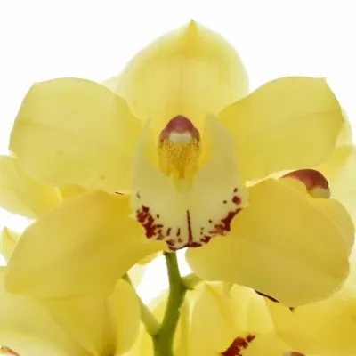 Cymbidium T SUSAN 60cm