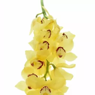 Cymbidium T SUSAN 60cm