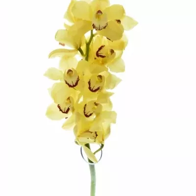 Cymbidium T SUSAN 60cm