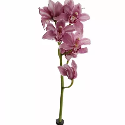 CYMBIDIUM T VALLE OF FIRE 50cm