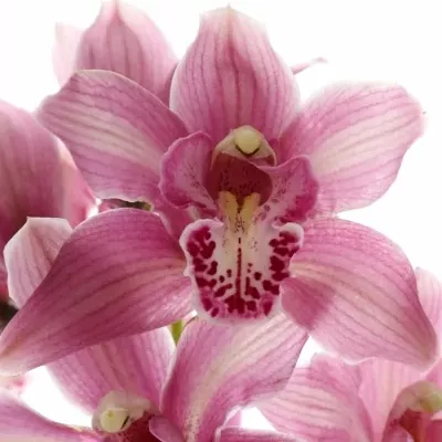 CYMBIDIUM T VALLE OF FIRE 50cm