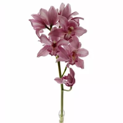 CYMBIDIUM T VALLE OF FIRE 50cm