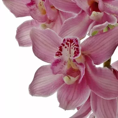 CYMBIDIUM T VALLE OF FIRE 50cm