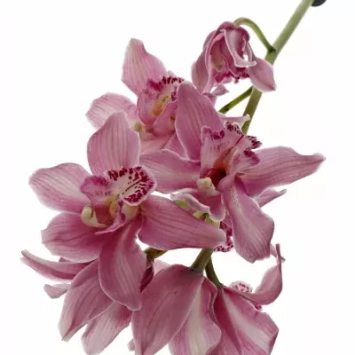 CYMBIDIUM T VALLE OF FIRE 50cm