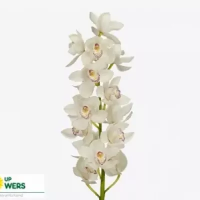 Cymbidium T WHITE STREAK