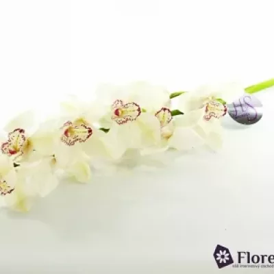 Orchidej MRS. WHITE CRYSTAL 60cm