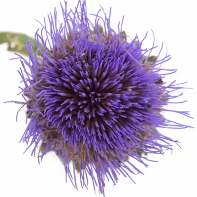 CYNARA CARDUNCULUS BLUE 40cm