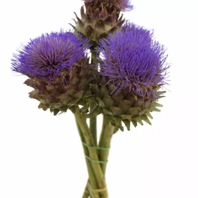 CYNARA CARDUNCULUS BLUE 40cm