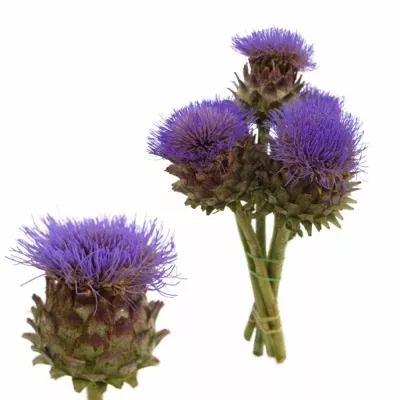 CYNARA CARDUNCULUS BLUE 40cm