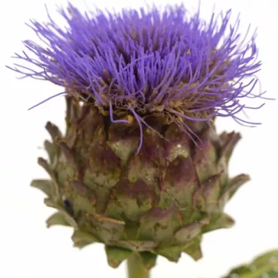 CYNARA CARDUNCULUS BLUE 40cm