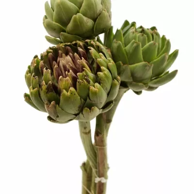 Cynara SCOLYMUS GREEN GLOBE 35cm