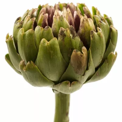 Cynara SCOLYMUS GREEN GLOBE 35cm