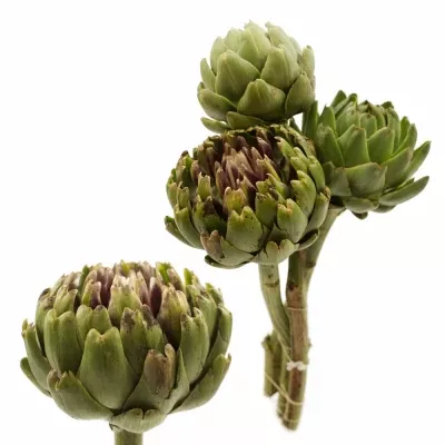 Cynara SCOLYMUS GREEN GLOBE 35cm