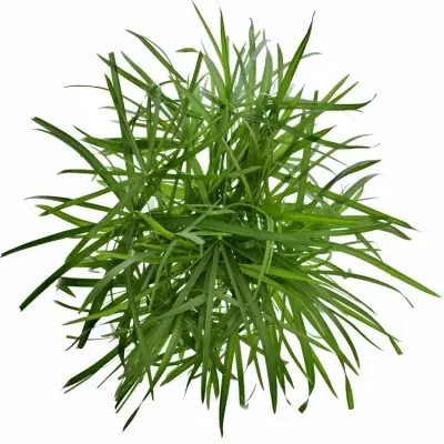 CYPERUS ALTERNIFOLIU 55cm