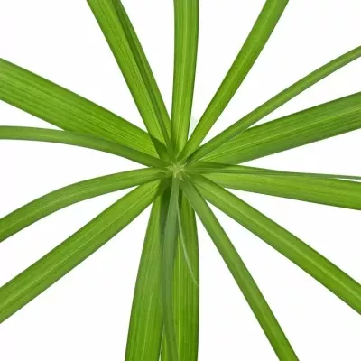 CYPERUS ALTERNIFOLIU 55cm