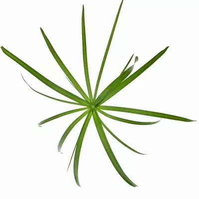 CYPERUS ALTERNIFOLIU 55cm